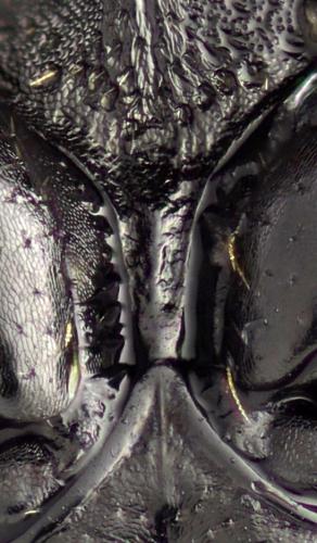 Réf. 294 712 : Agrilinus ater